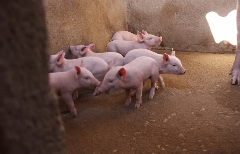 Israël ouvre une nouvelle voie pour la greffe de moelle épinière de porcs vivants