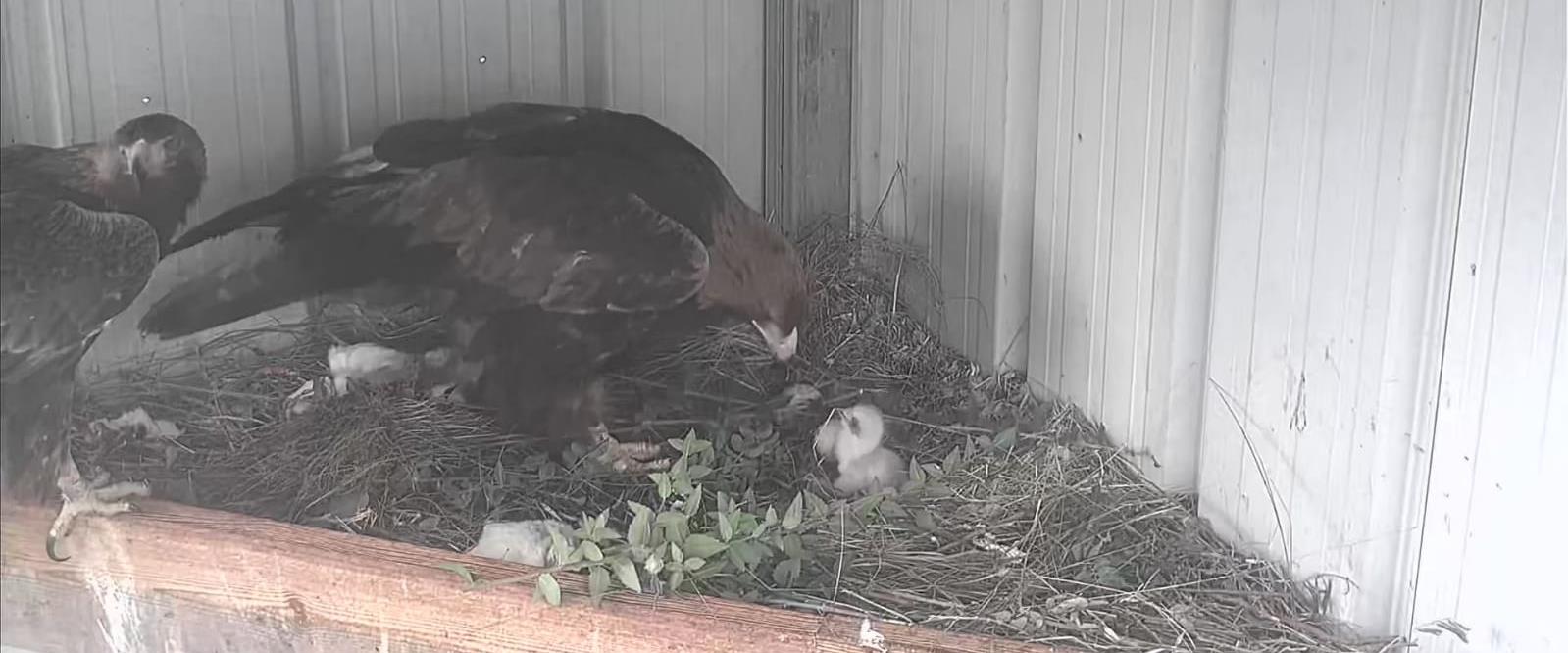 Une première en Israël : Deux oisillons aigles royaux sont nés en captivité -vidéo-
