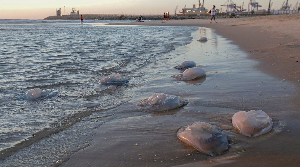Le rôle surprenant des méduses expliqué par un expert israélien