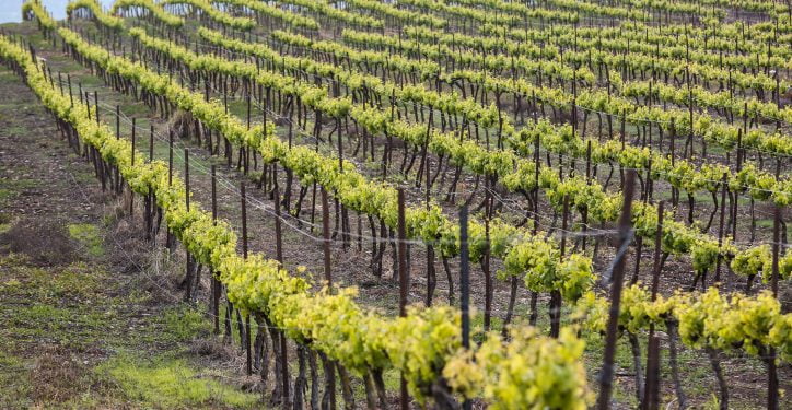 Le trajet le plus court entre le Bordeaux et le Champagne est en Israël