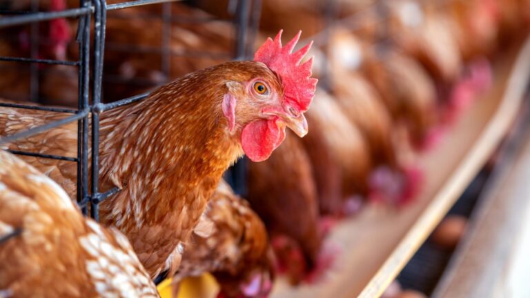 Ni cages ni épointage du bec pour les poules en Israël