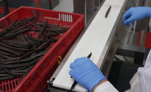 La vanille israélienne trois fois plus concentrée que celle de Madagascar