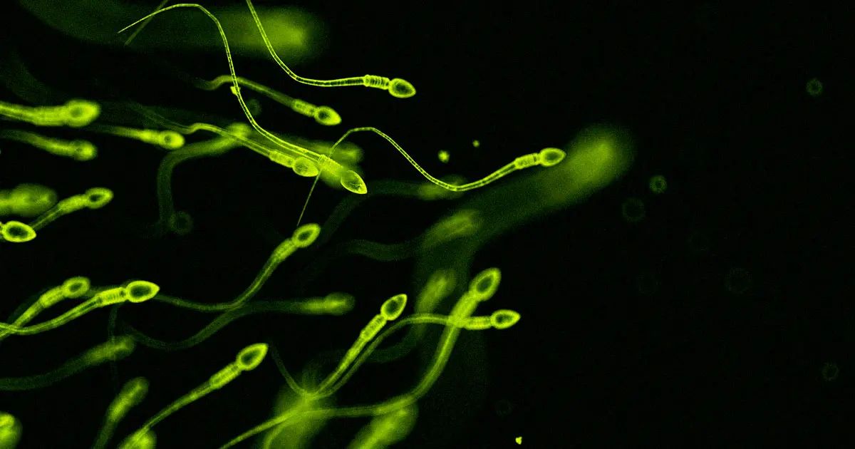 Israël extrait le sperme des soldats décédés pour leur assurer une descendance