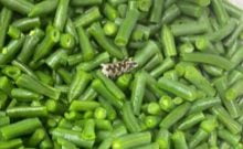 Israël: un tronçon de serpent découvert dans les haricots verts Sunfrost