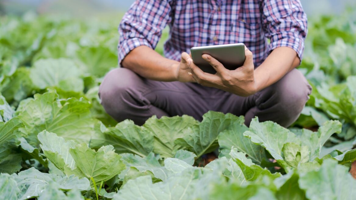Agritech : 100 ans d'innovation font d'Israël un leader agricole