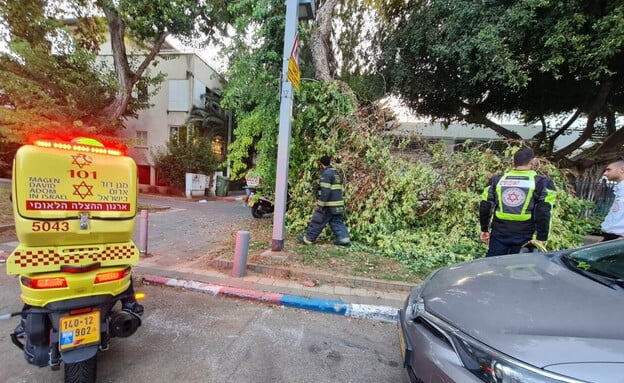 Blessées par la chute d'une branche d'arbre à Tel-Aviv