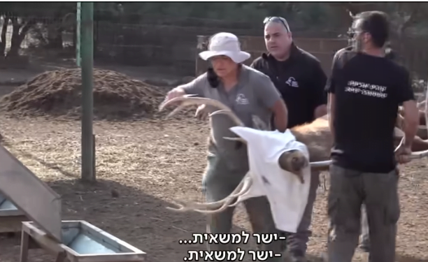 Israël : Il abattait illégalement les élans de sa ferme pour vendre leur viande -vidéo-