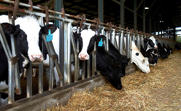Détournement de millions de shekels et des agriculteurs ruinés en Israël