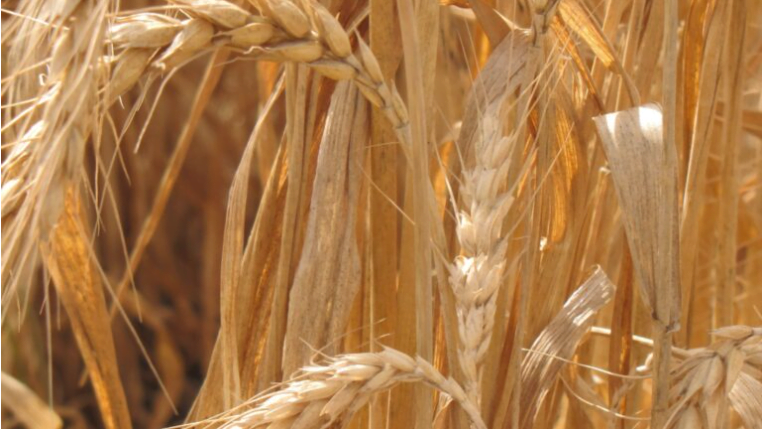 Les germes de blés antiques d'Israël seront-ils la solution à la famine mondiale qui menace ?