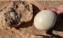 Une rare trouvaille en Israël: 8 oeufs d'autruches vieux de 4000 à 7500 ans -vidéo-