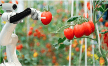 Le premier robot cueilleur de tomates au monde lancé en Israël