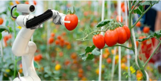 Le premier robot cueilleur de tomates au monde lancé en Israël