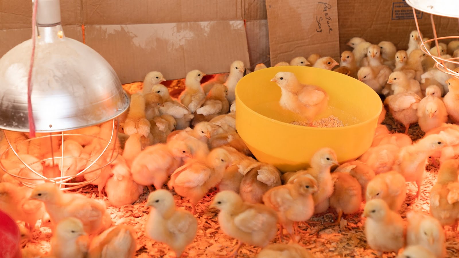 Innovation israélienne : Golda, la poule israélienne qui ne pond que des femelles