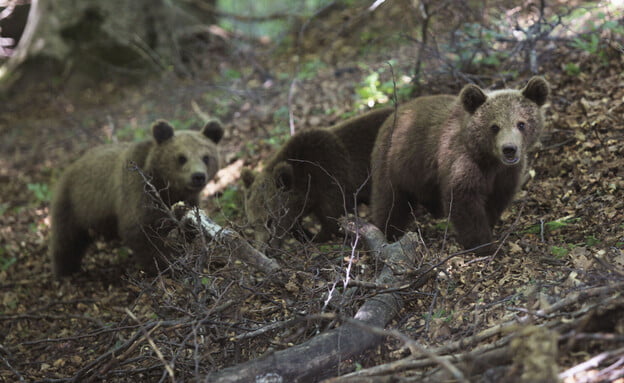 En Israël crainte de présence d'animaux sauvages dangereux