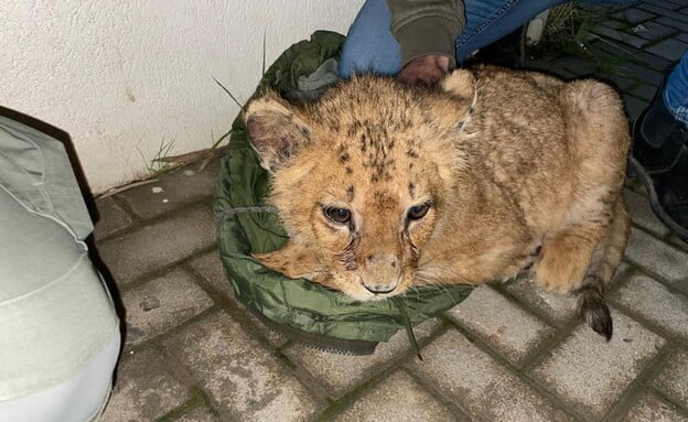 Opération Simba : un lionceau introduit clandestinement en Israël