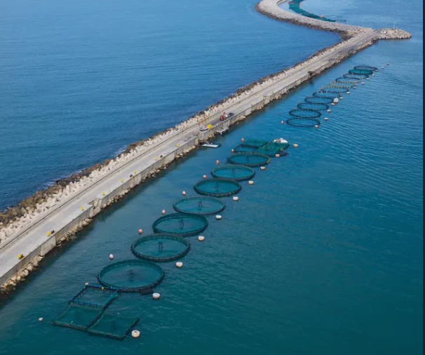 La fin de l'élevage des daurades en Israël, migration vers Abu Dhabi