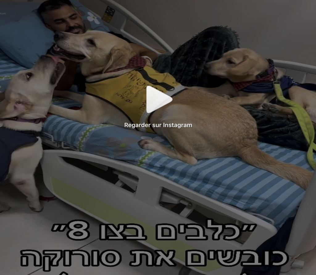 ces chiens qui remontent le moral à nos soldats dans les hôpitaux 