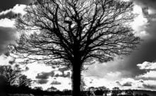 Evy Cohen,  "Lumière du Perche" - Arbres de son village et alentour"