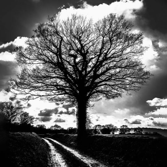 Evy Cohen,  "Lumière du Perche" - Arbres de son village et alentour"