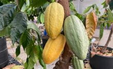 Le Cacao Sauvé par l'Ingéniosité Israélienne : Une Lueur d'Espoir dans la Crise Mondiale