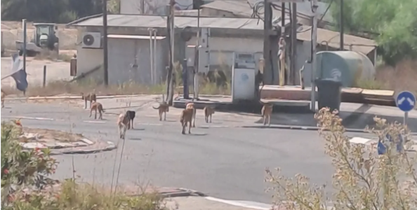 Nouvelle alerte au kibboutz Zikim : des chiens errants venus de Gaza
