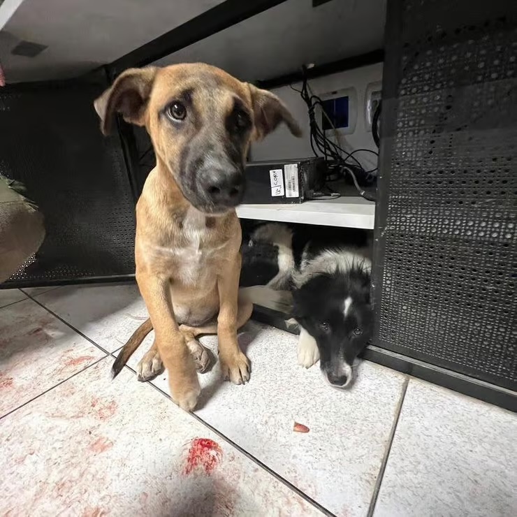 21h30 : Le sauvetage, humains et animaux évacués Alors que les commandants annoncent enfin que le HML peut être évacué, un détail montre l'humanité qui persistait malgré l'horreur : les chiens de la base, Milky et Sandy , sont également sauvés. "Nous n'avons pas laissé les chiens derrière", raconte Hadar. "Ils étaient nos compagnons, un réconfort silencieux dans cet enfer. Ils ont été évacués avec nous, comme des membres à part entière de l'équipe."