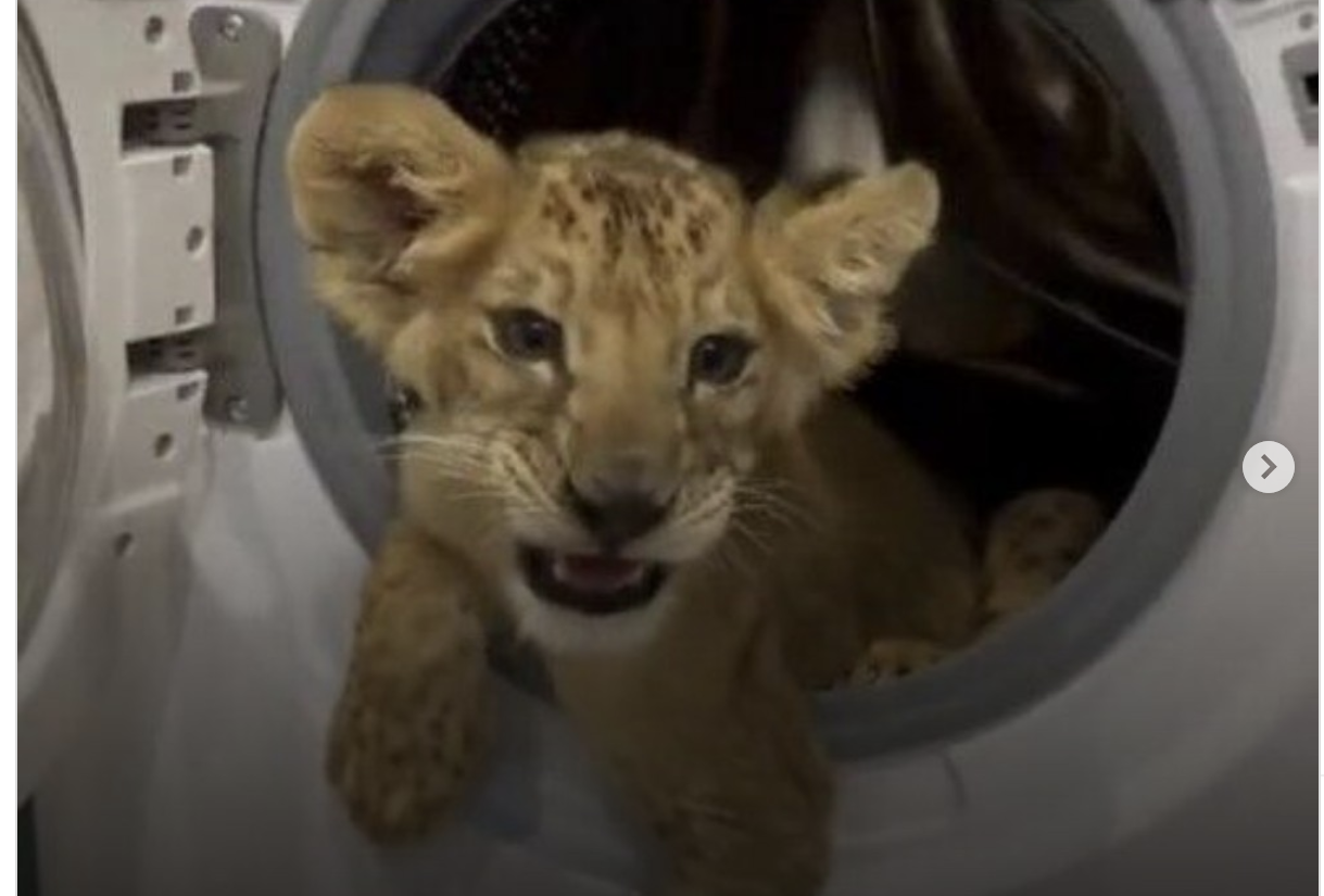 Israël face au fléau du trafic d’animaux sauvages : entre illusions de puissance et marché clandestin