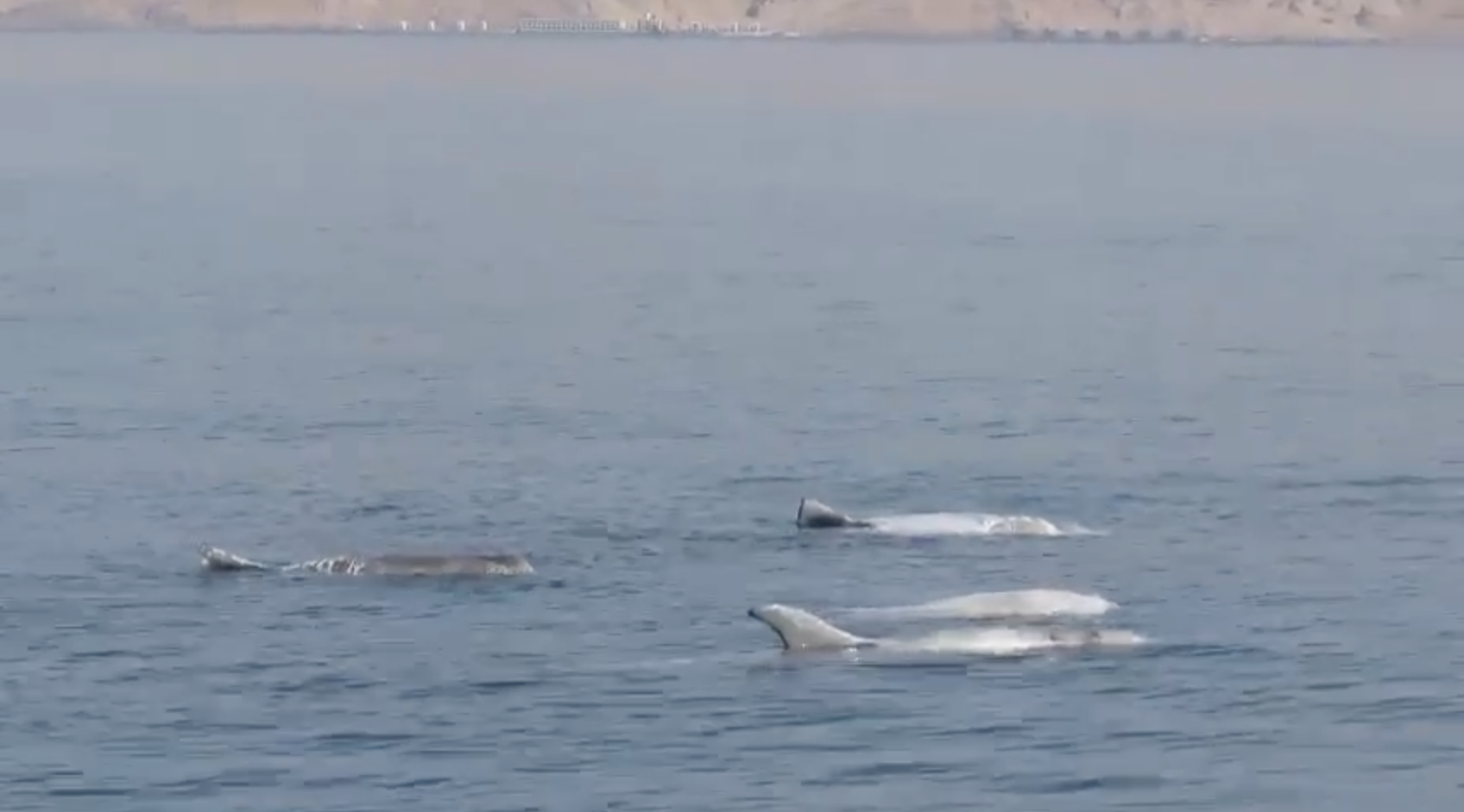 Israël : Rencontre exceptionnelle avec des dauphins Grampus dans le golfe d’Eilat -vidéos-