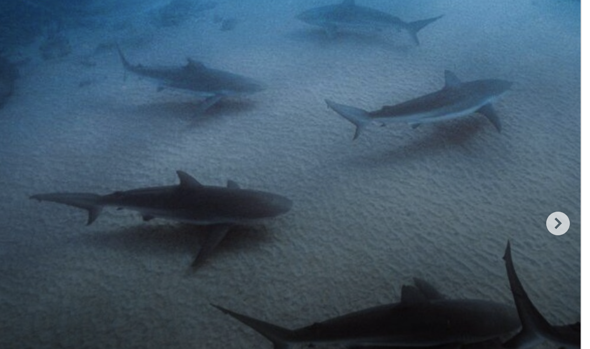 requin Hadera, attaque requin Israël, requins Nahal Hadera, attaque plongeur Hadera, Dr Adi Barsh, requins Méditerranée, requin longimane, requin gris, parc Nahal Hadera, Orot Rabin, requin Israël attaque ⸻
