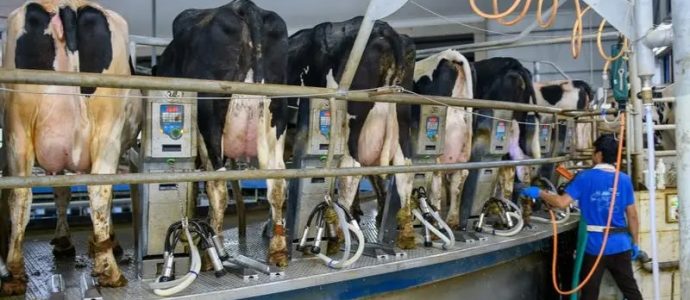 Halakha contre réalité : Israël tente une dérogation religieuse inédite face à la pénurie de lait