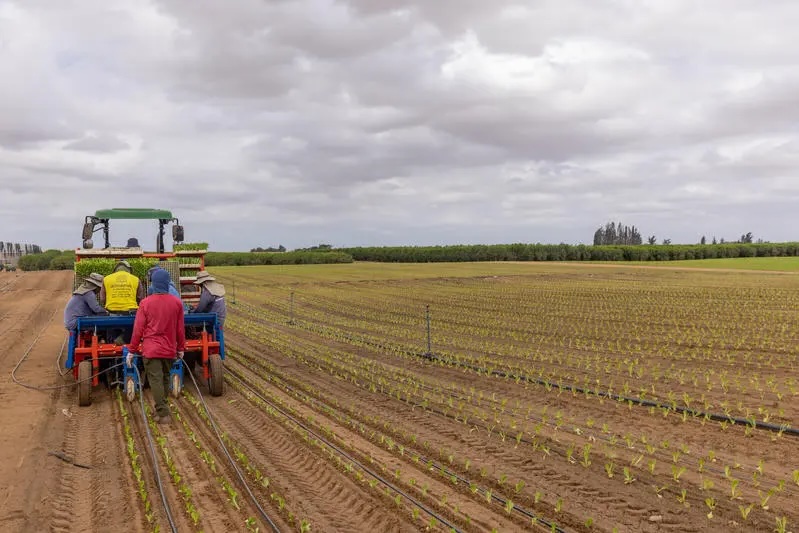 L'agriculture israélienne face à la crise : un modèle de résilience selon l'OCDE