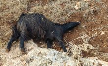 Choc en Judée-Samarie : des Arabes empoisonnent un troupeau pour chasser les fermiers juifs