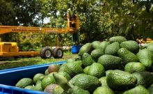 L’avocat, l’or vert d’Israël : le fruit capricieux qui a conquis l’Europe
