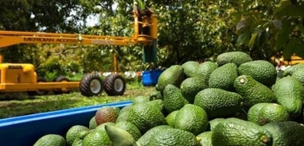 L’avocat, l’or vert d’Israël : le fruit capricieux qui a conquis l’Europe