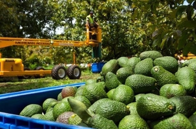 L’avocat, l’or vert d’Israël : le fruit capricieux qui a conquis l’Europe