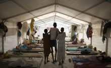 Vaccin Israël : Leishmaniose Éradiquée à Vie dès 2026 (Dose Unique)