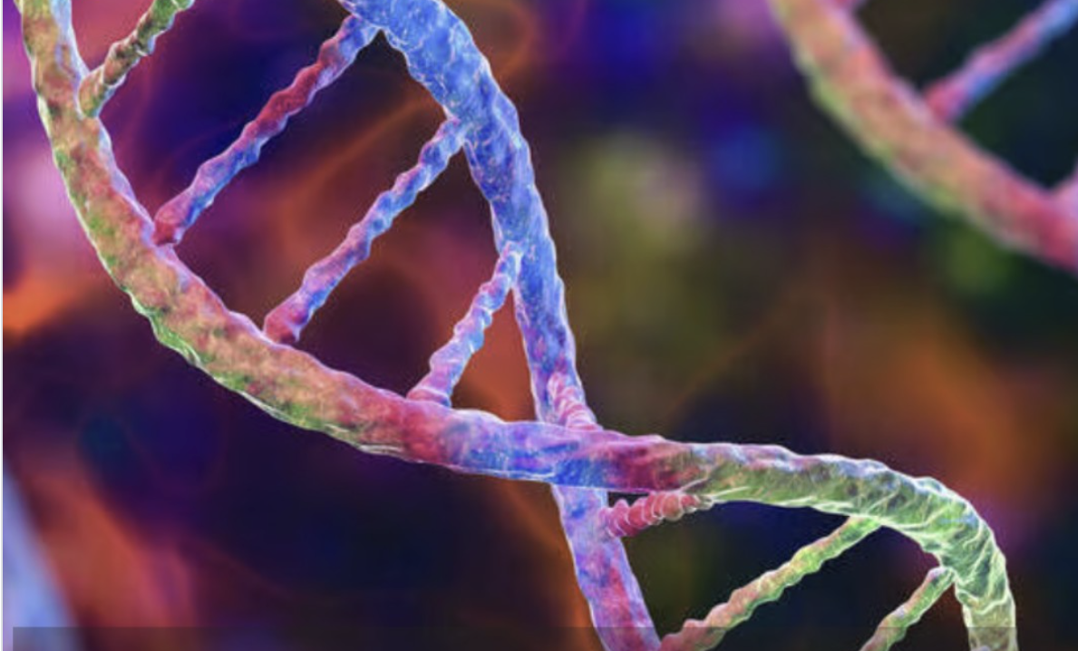 Israël face aux chimères humaines : quand deux ADN cohabitent dans un même corps