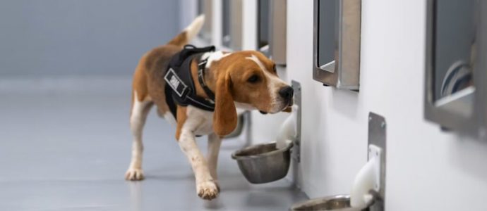Des beagles israéliens détectent le cancer avec 94% de précision