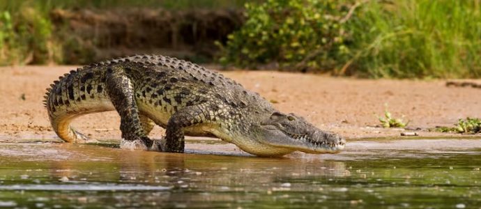 Israël : la justice bloque le projet de crocodiles-gardiens de prison de Silman et Ben Gvir
