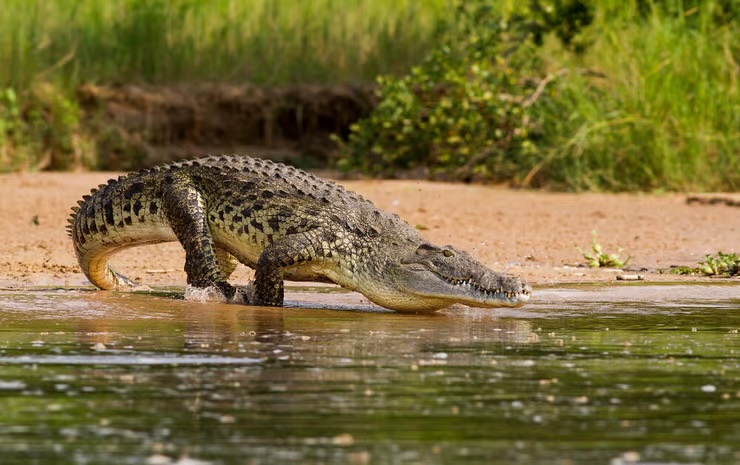 Israël : la justice bloque le projet de crocodiles-gardiens de prison de Silman et Ben Gvir