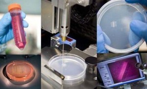 Du tissu musculaire fabriqué par une imprimante 3D