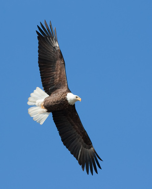 Canada : des rapaces affamés tombent d'épuisement