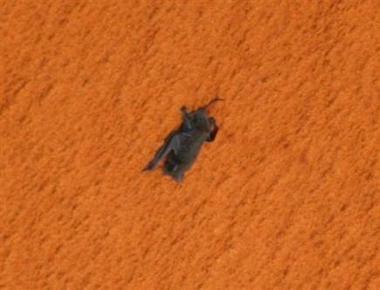  Une chauve-souris décolle avec la navette spatiale américaine Discovery