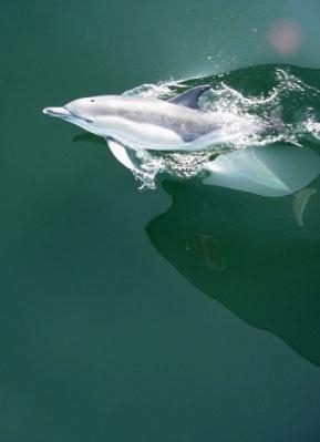 Rendez-vous : Arte plonge avec le Grand Bleu et “Parle avec les dauphins” 