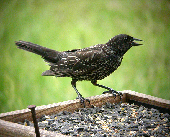 OISEAU.jpg