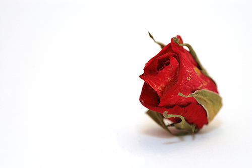 Roses.jpg