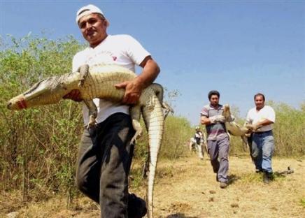 Les alligators plongent et remontent à la surface en déplaçant leurs poumons