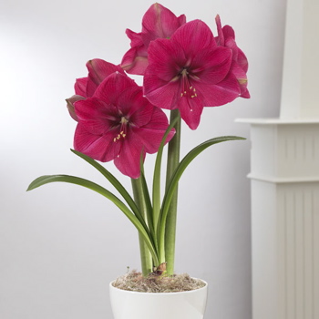 amaryllis-logees.jpg