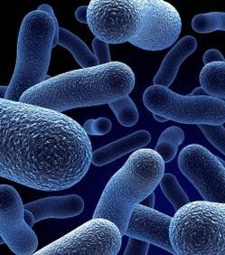 Sciences: Bactérie génétiquement modifiée : une nouvelle forme de vie ?