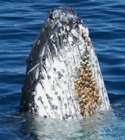 Actualité Internationale : Des traces de radiation découvertes chez des baleines au large du Japon